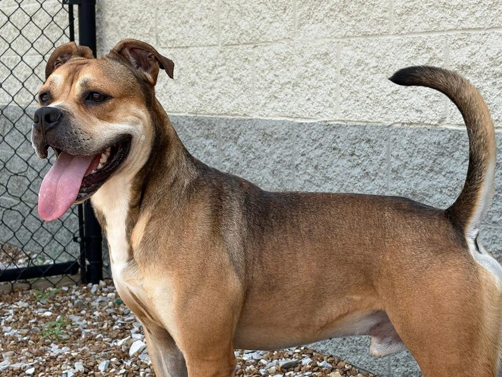 Mushi, a Adoptable mixed breed in Dickson, TN image 4/5