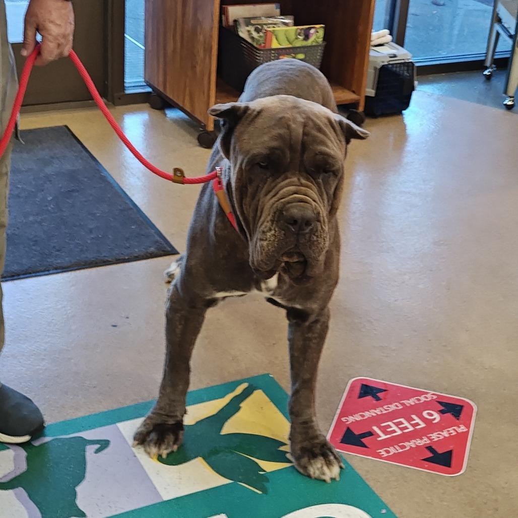 OBERON, Adoptable, Adult Male Neapolitan Mastiff & Mixed Breed.