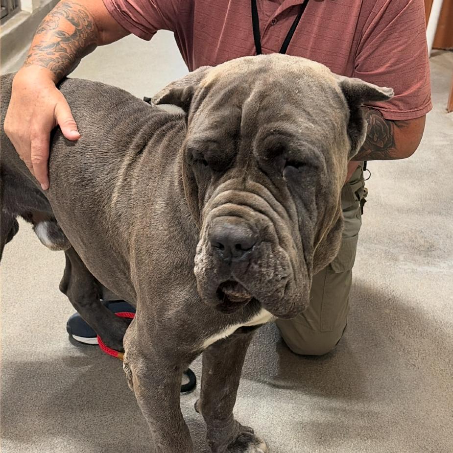 Enlarge OBERON, a Adoptable mixed breed in Upland, CA image 2/6