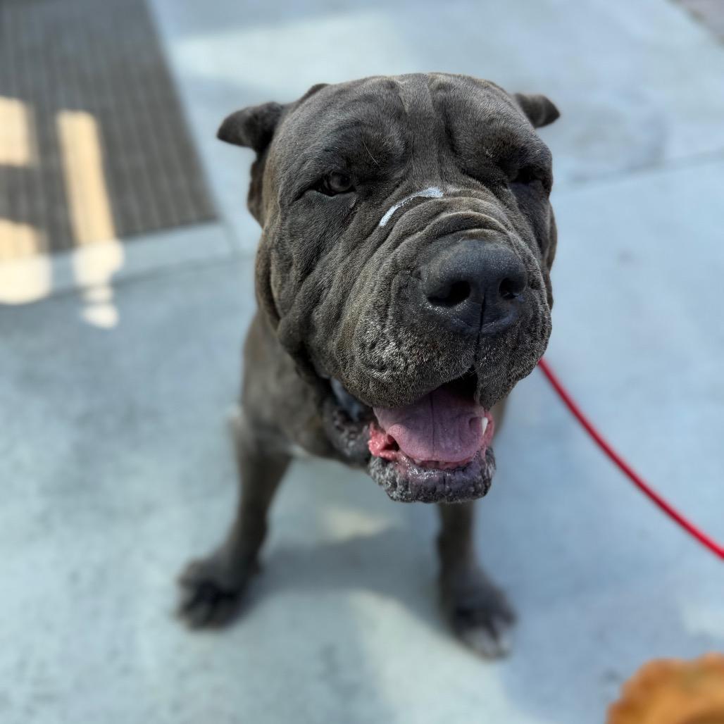 Enlarge OBERON, a Adoptable mixed breed in Upland, CA image 3/6