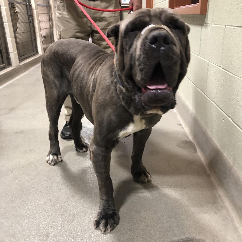 Enlarge OBERON, a Adoptable mixed breed in Upland, CA image 4/6