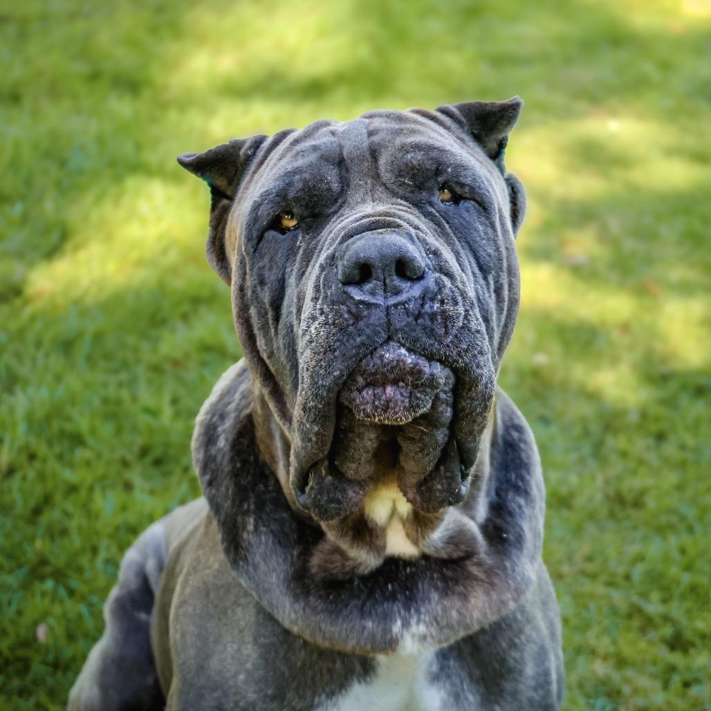 Enlarge OBERON, a Adoptable mixed breed in Upland, CA image 5/6