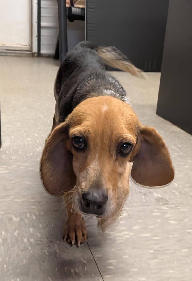 Suzie Q, a Adoptable Beagle in Lexington, MA image 1/3