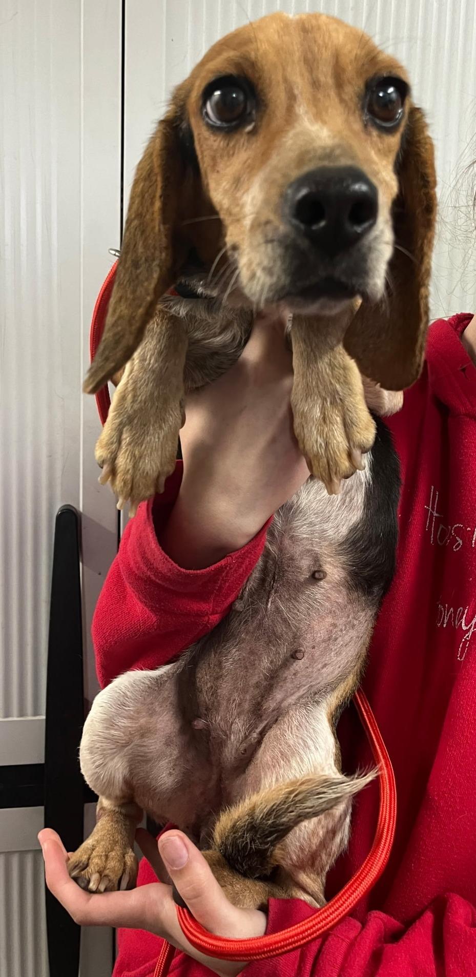 Suzie Q, a Adoptable Beagle in Lexington, MA image 2/3