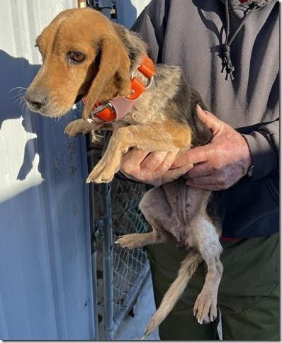 Suzie Q, a Adoptable Beagle in Lexington, MA image 3/3