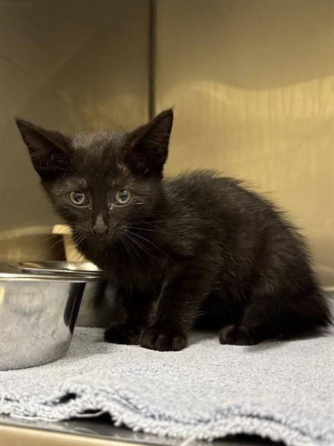Enlarge ELVIRA, a Adoptable Domestic Short Hair in Lees Summit, MO image 1/1