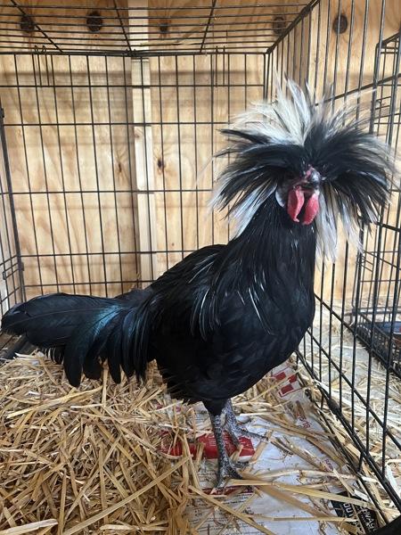 Enlarge Modo, a Adoptable mixed breed in Monterey, CA image 1/1