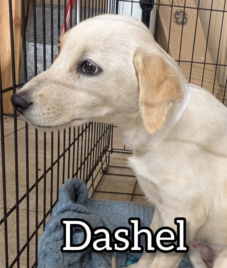 Dashel