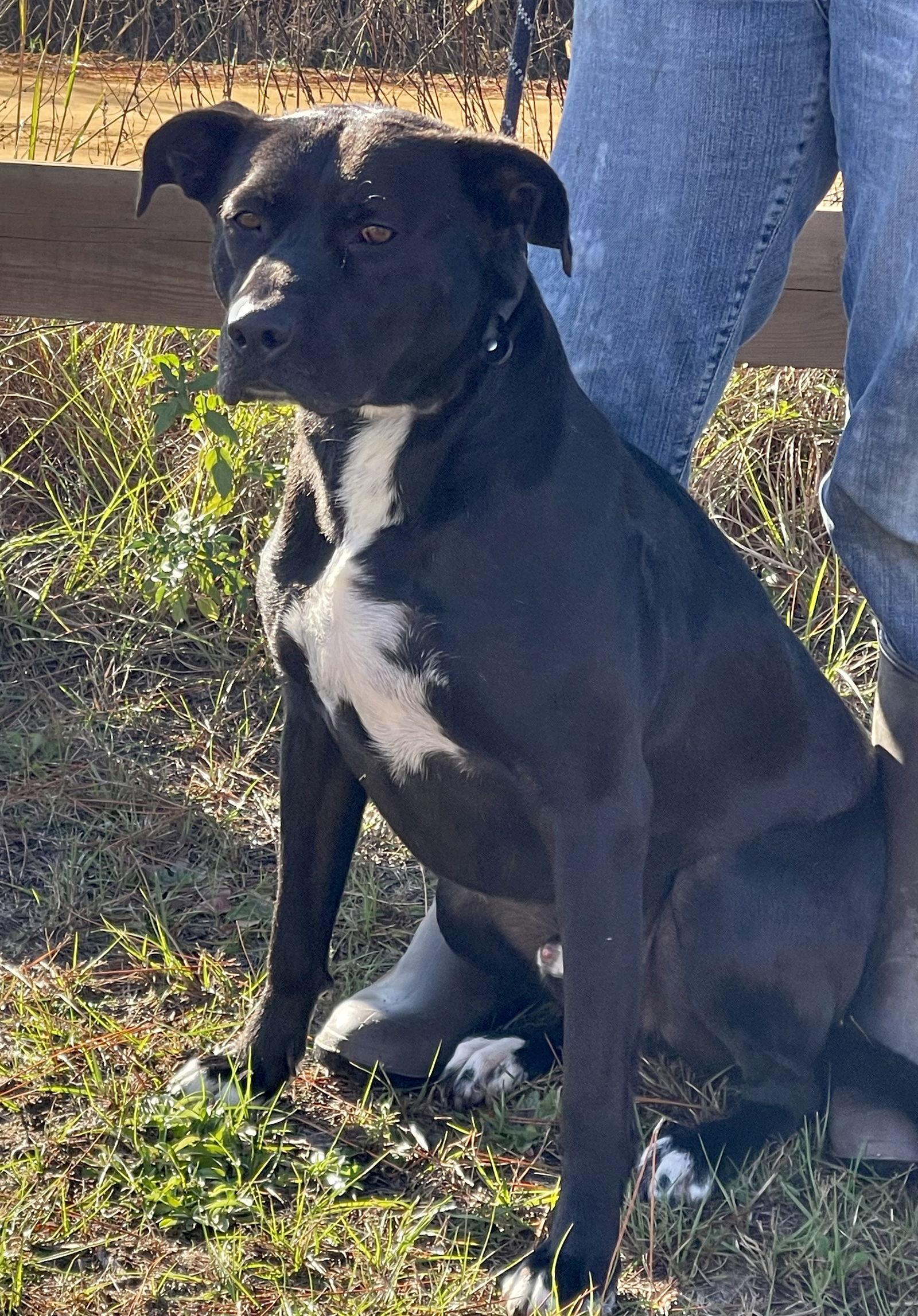 Apollo, Adoptable, Adult Male Labrador Retriever & American Bulldog.