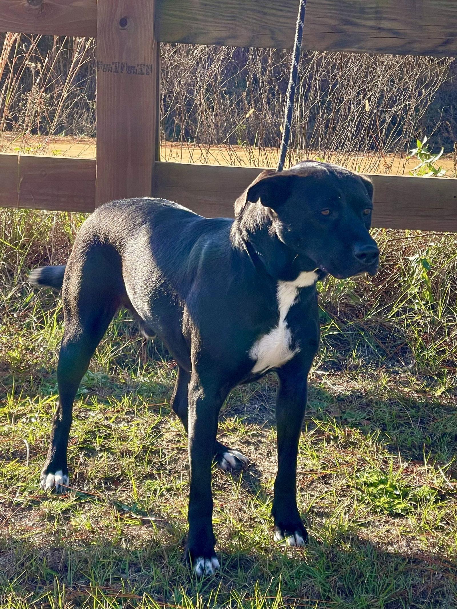 Apollo, a Adoptable mixed breed in Ringoes, NJ image 2/3
