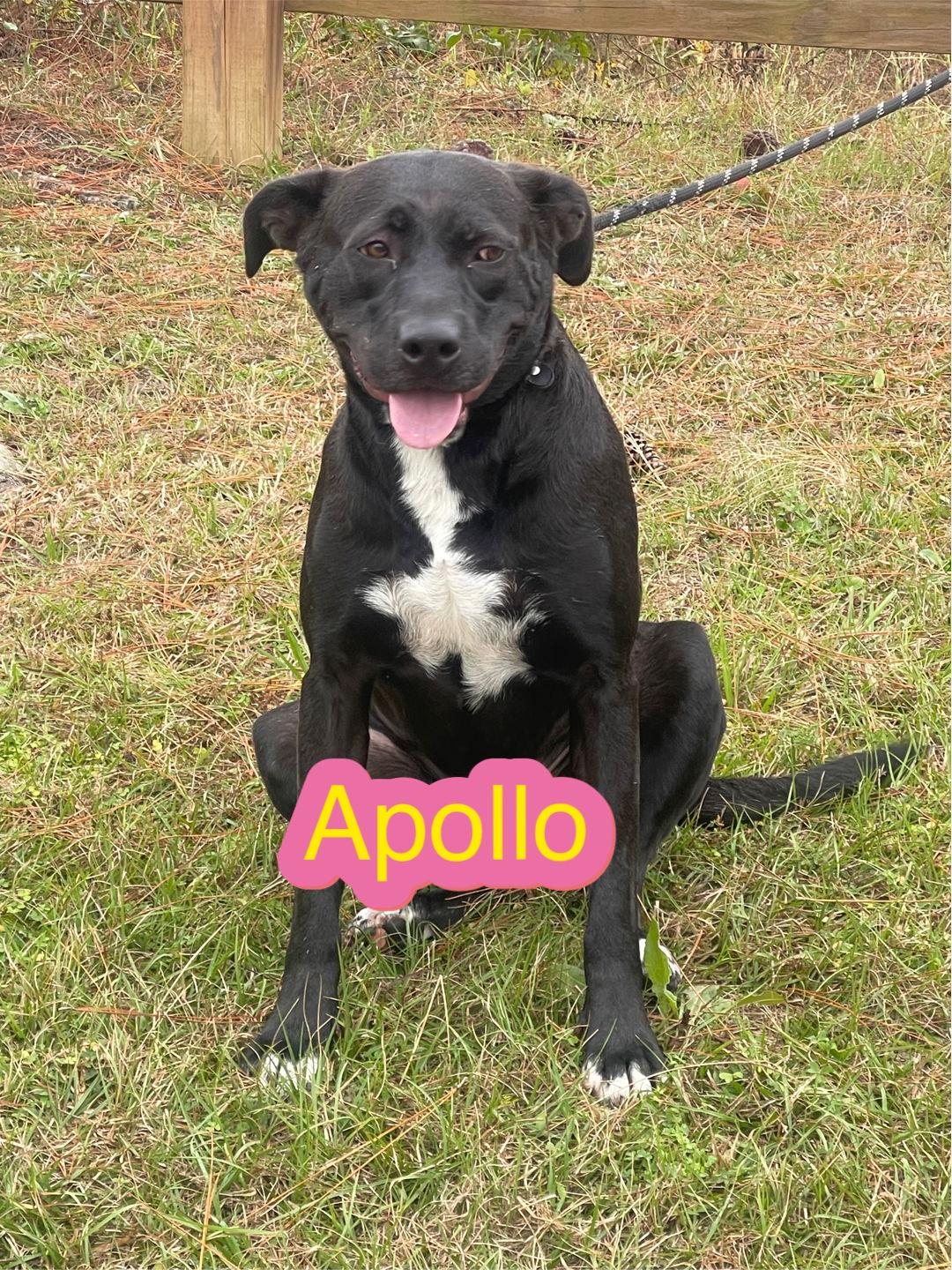 Apollo, a Adoptable mixed breed in Ringoes, NJ image 3/3