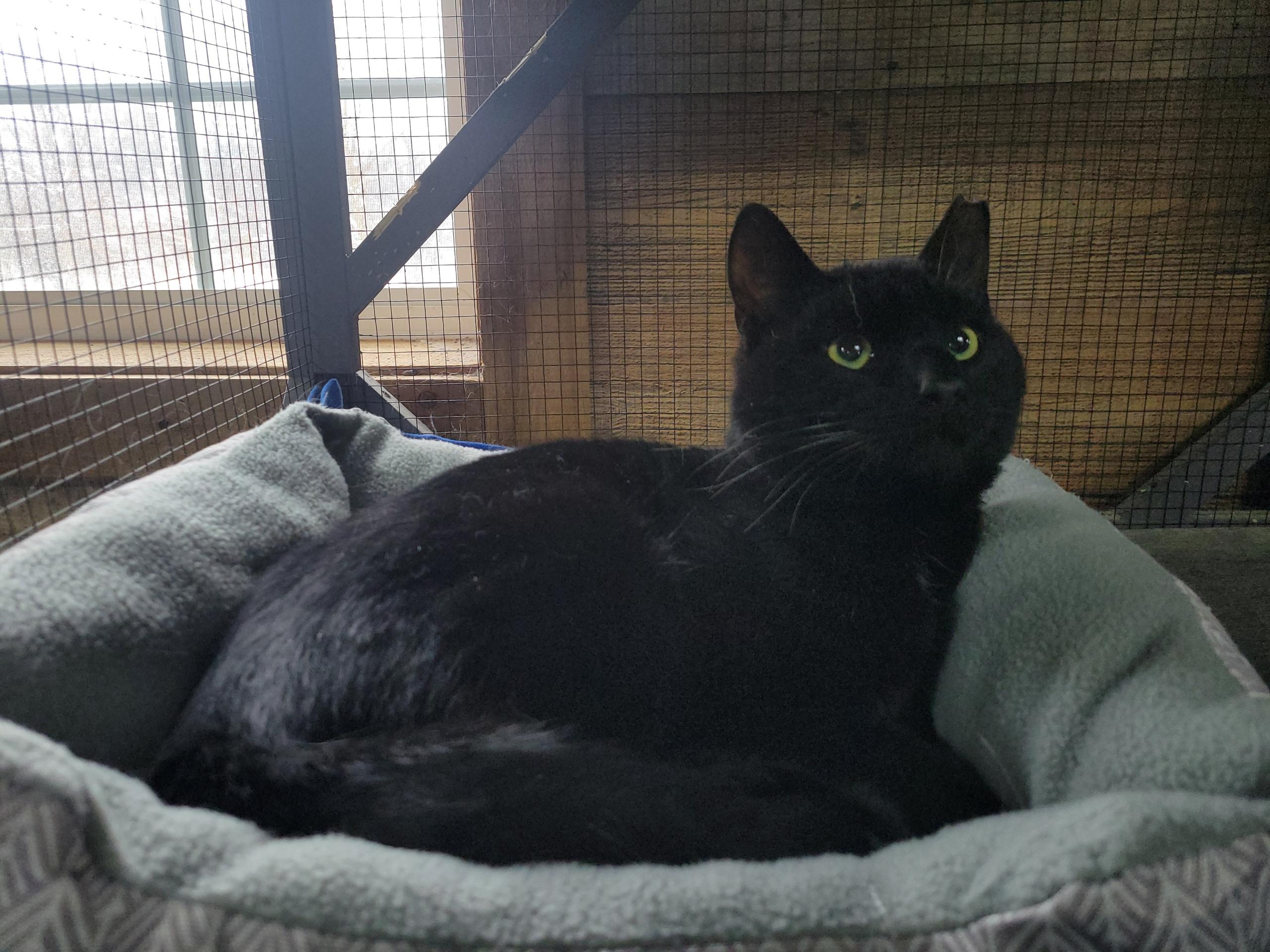 Bruce, ADOPTABLE, Young Male Domestic Short Hair.