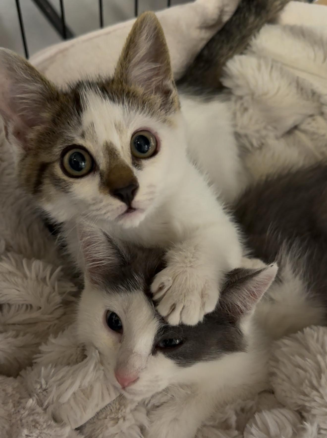 Sway and Tipsy (Bonded Pair), an adopted mixed breed in Hartford, CT image 2/2