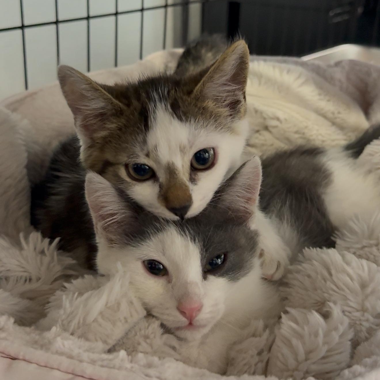 Sway and Tipsy (Bonded Pair), an adopted mixed breed in Hartford, CT image 1/2