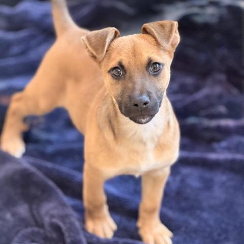 Ryan, Adoptable, Puppy Male Labrador Retriever & Black Mouth Cur.