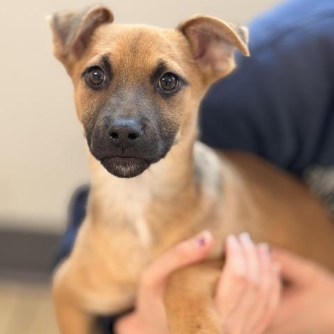 Enlarge Ryan, a Adoptable mixed breed in Sparta, NJ image 3/5