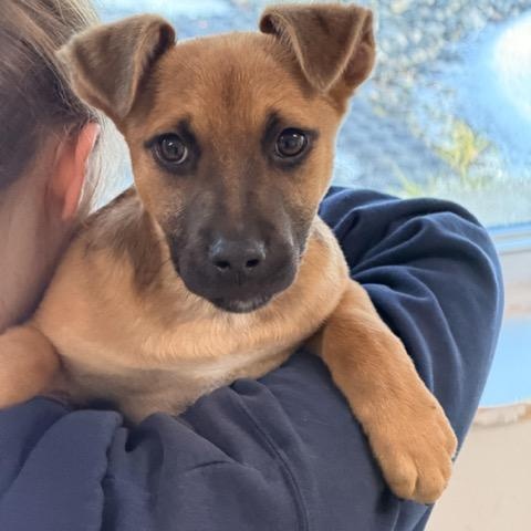 Enlarge Ryan, a Adoptable mixed breed in Sparta, NJ image 4/5