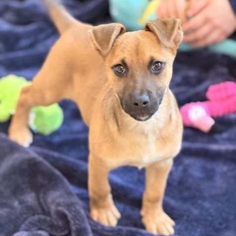 Enlarge Ryan, a Adoptable mixed breed in Sparta, NJ image 5/5