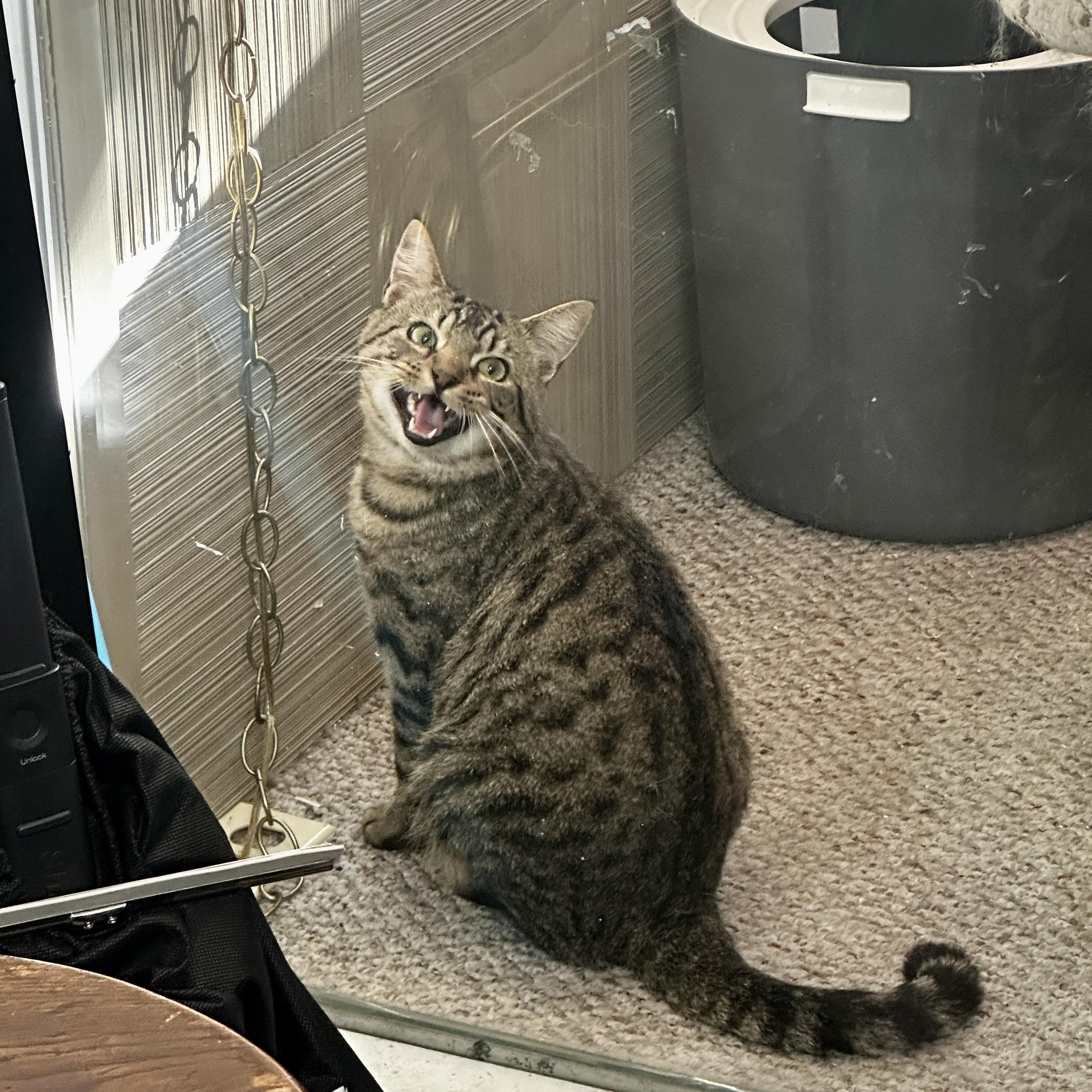 Jonsey, adopted, Adult Male Tabby.