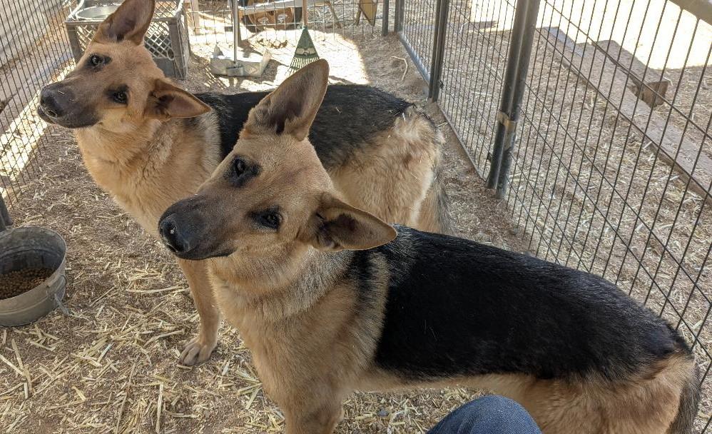Diamond & Silk, Adoptable, Young Female German Shepherd Dog.