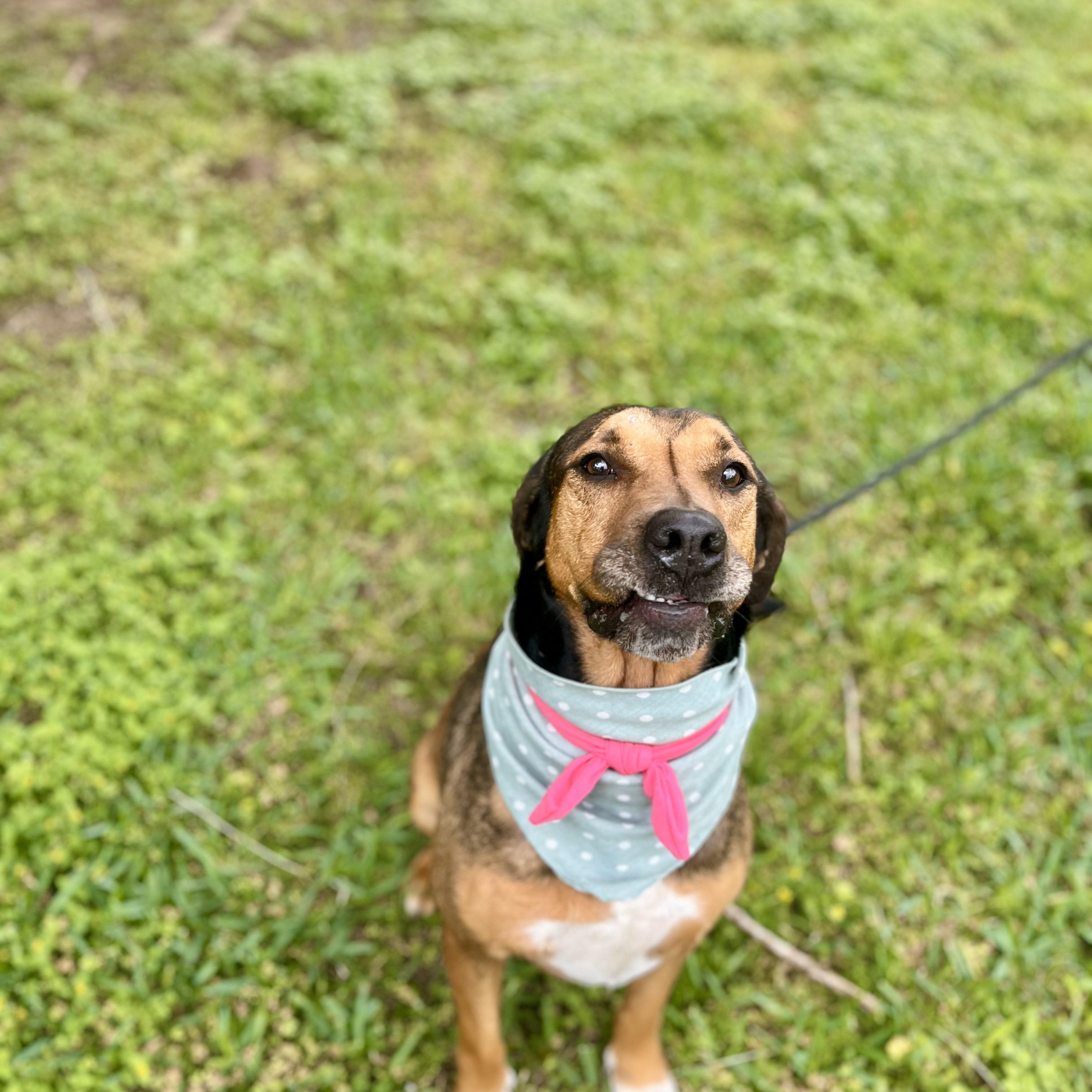 Rotini — thumbnail 5