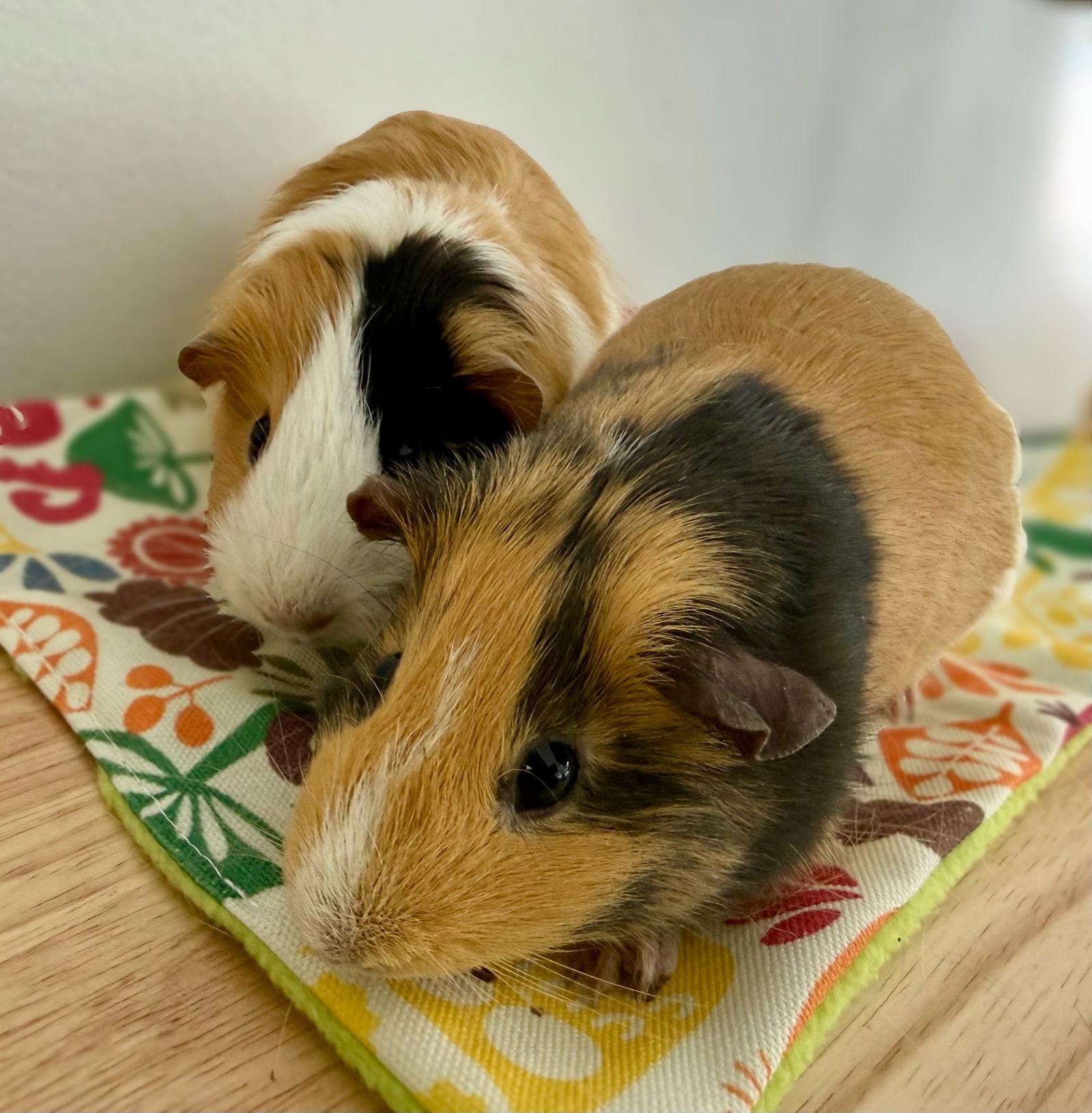 Enlarge Saris *Bonded to Silva, a Adopted Guinea Pig in Marshfield, WI image 1/3