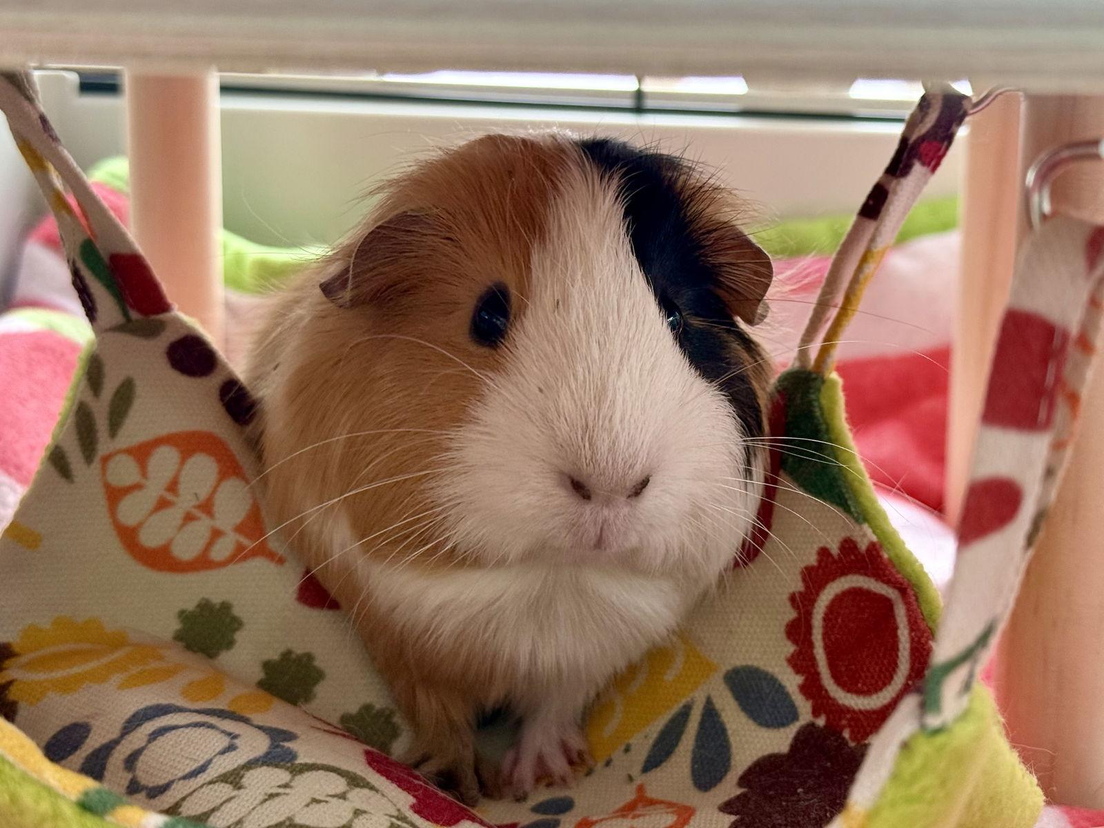 Enlarge Saris *Bonded to Silva, a Adopted Guinea Pig in Marshfield, WI image 2/3