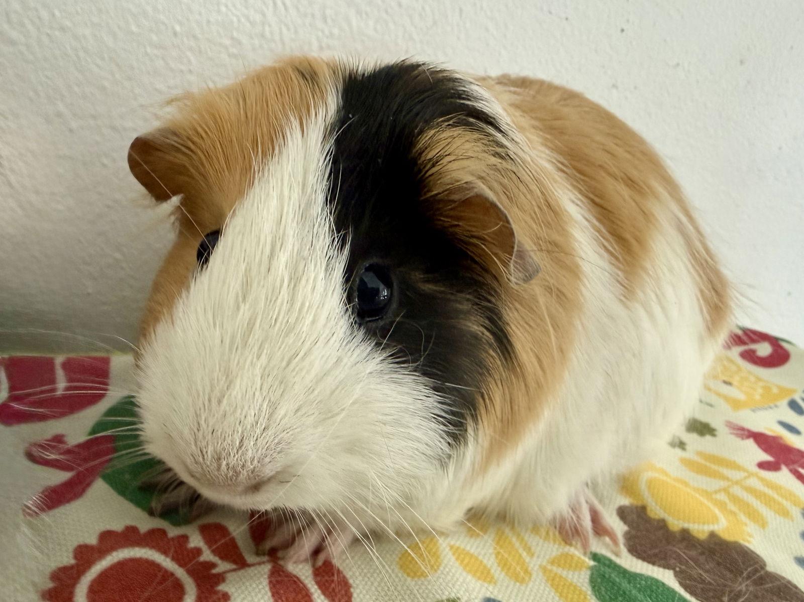 Enlarge Saris *Bonded to Silva, a Adopted Guinea Pig in Marshfield, WI image 3/3