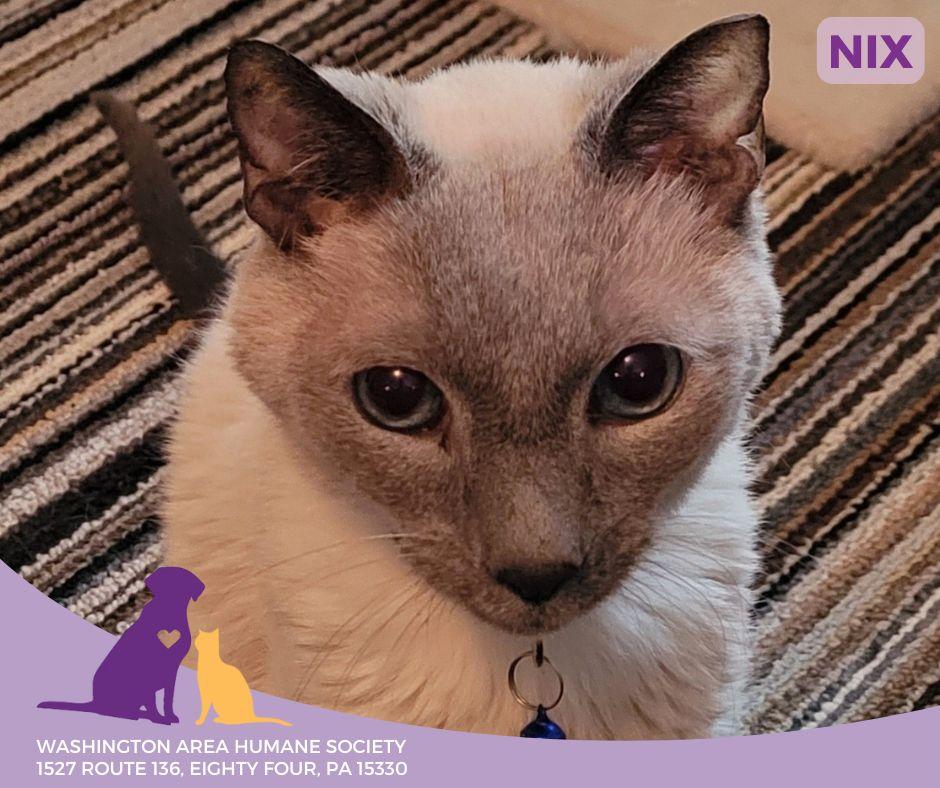 Nix, a Adoptable Siamese in Eighty Four, PA image 3/4