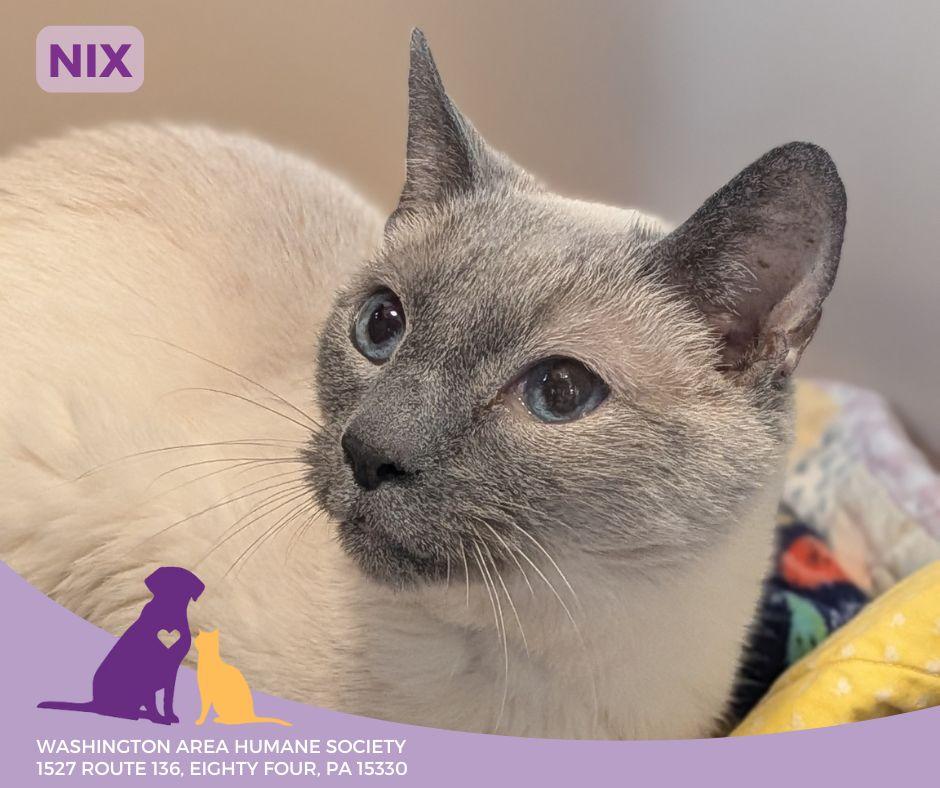 Nix, a Adoptable Siamese in Eighty Four, PA image 2/4