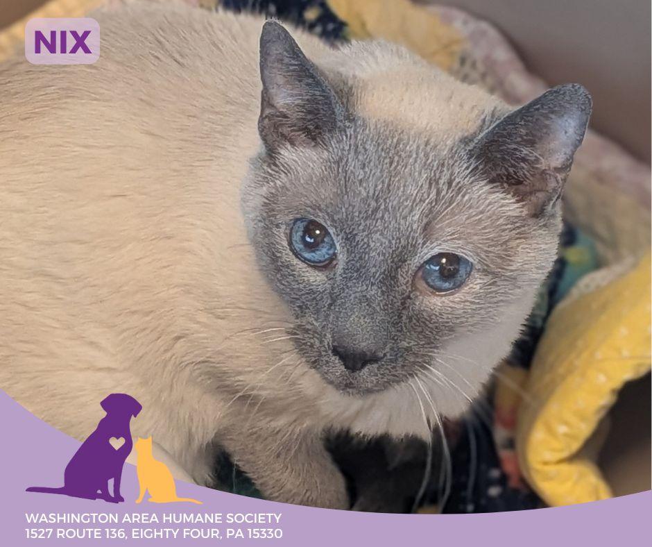 Nix, a Adoptable Siamese in Eighty Four, PA image 1/4