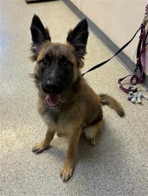 NOVA, Adoptable, Young Female German Shepherd Dog & Mixed Breed.