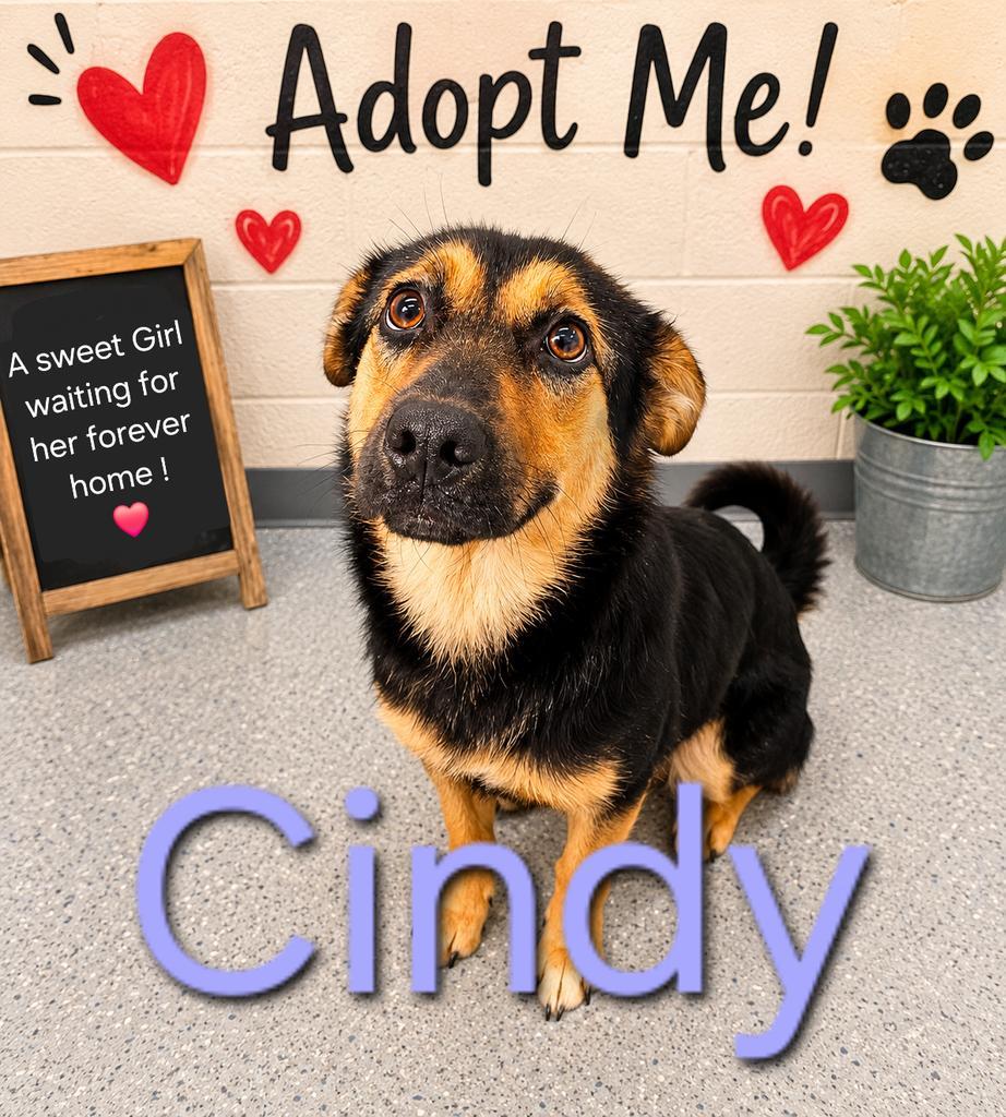 Cindy, a Adoptable mixed breed in Livingston, LA image 1/2