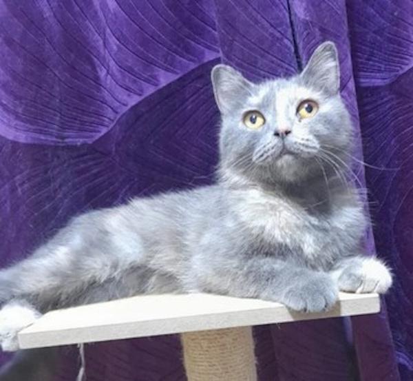 HAZEL, Adoptable, Young Female British Shorthair.