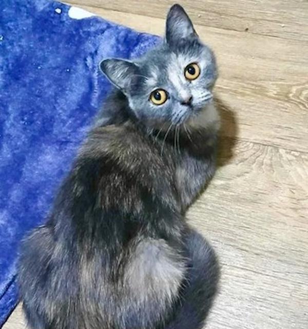 HAZEL, a Adoptable British Shorthair in Madison, WI image 4/4