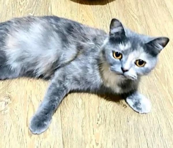 HAZEL, a Adoptable British Shorthair in Madison, WI image 2/4