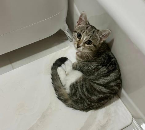 Enlarge MILLIE, a Adoptable American Shorthair in Charleston, WV image 1/1