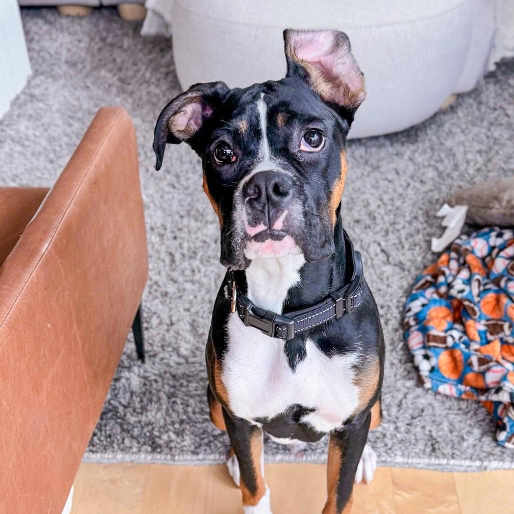 Enlarge Max, a Adoptable Boxer in McMinnville, OR image 1/3