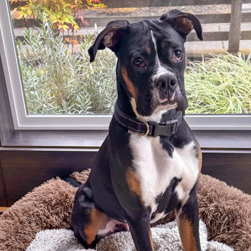 Enlarge Max, a Adoptable Boxer in McMinnville, OR image 3/3