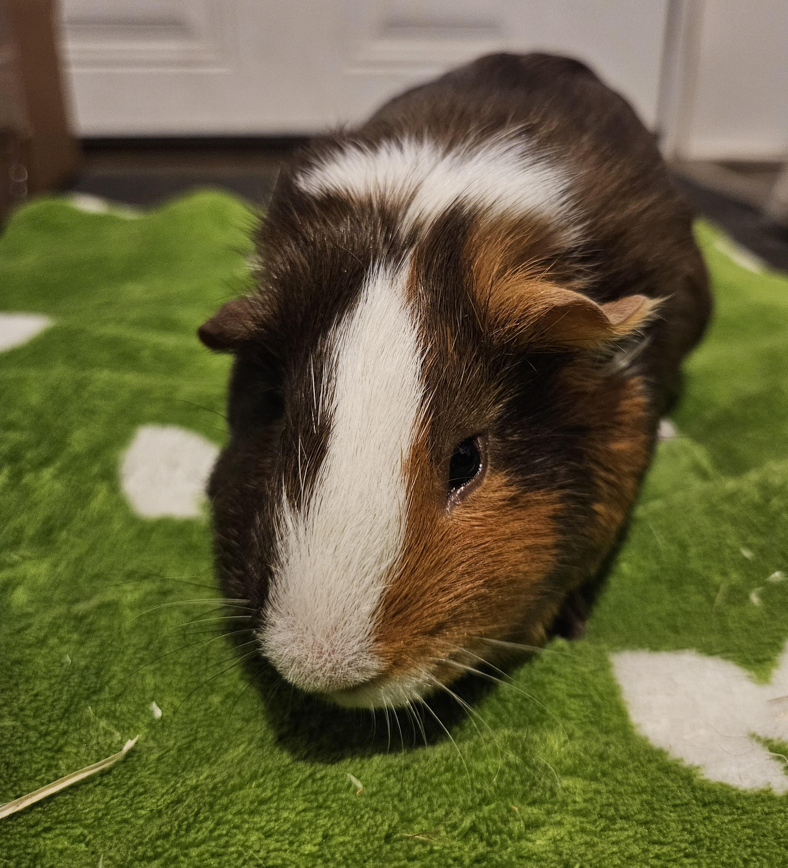 Ranni, Adoptable, Young Female Guinea Pig.