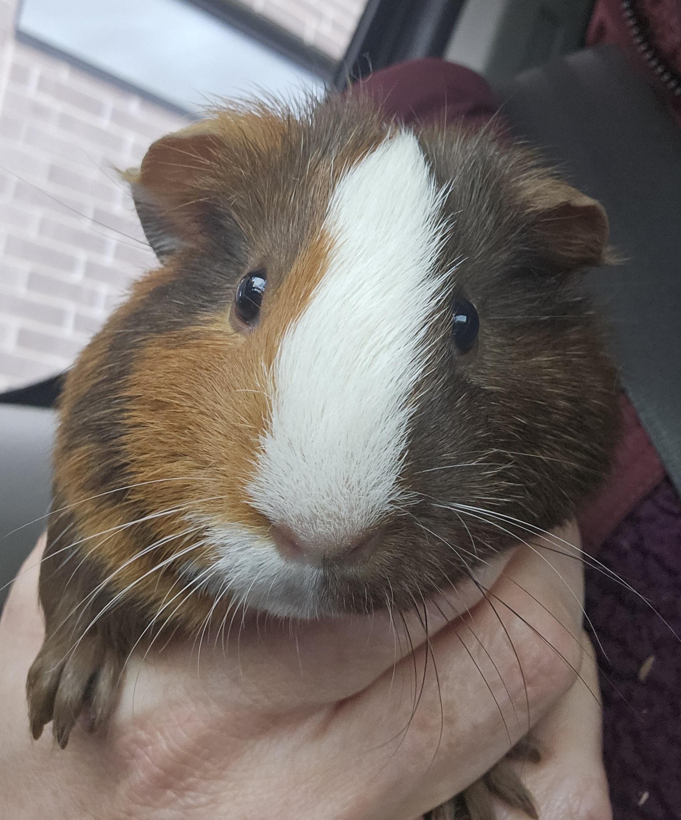 Enlarge Ranni, an adopted Guinea Pig in Sauk Village, IL image 3/3