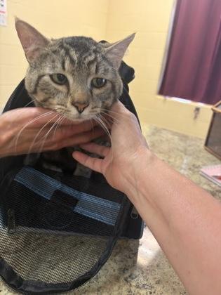 Screech, Adoptable, Adult Male Domestic Short Hair & Domestic Short Hair.