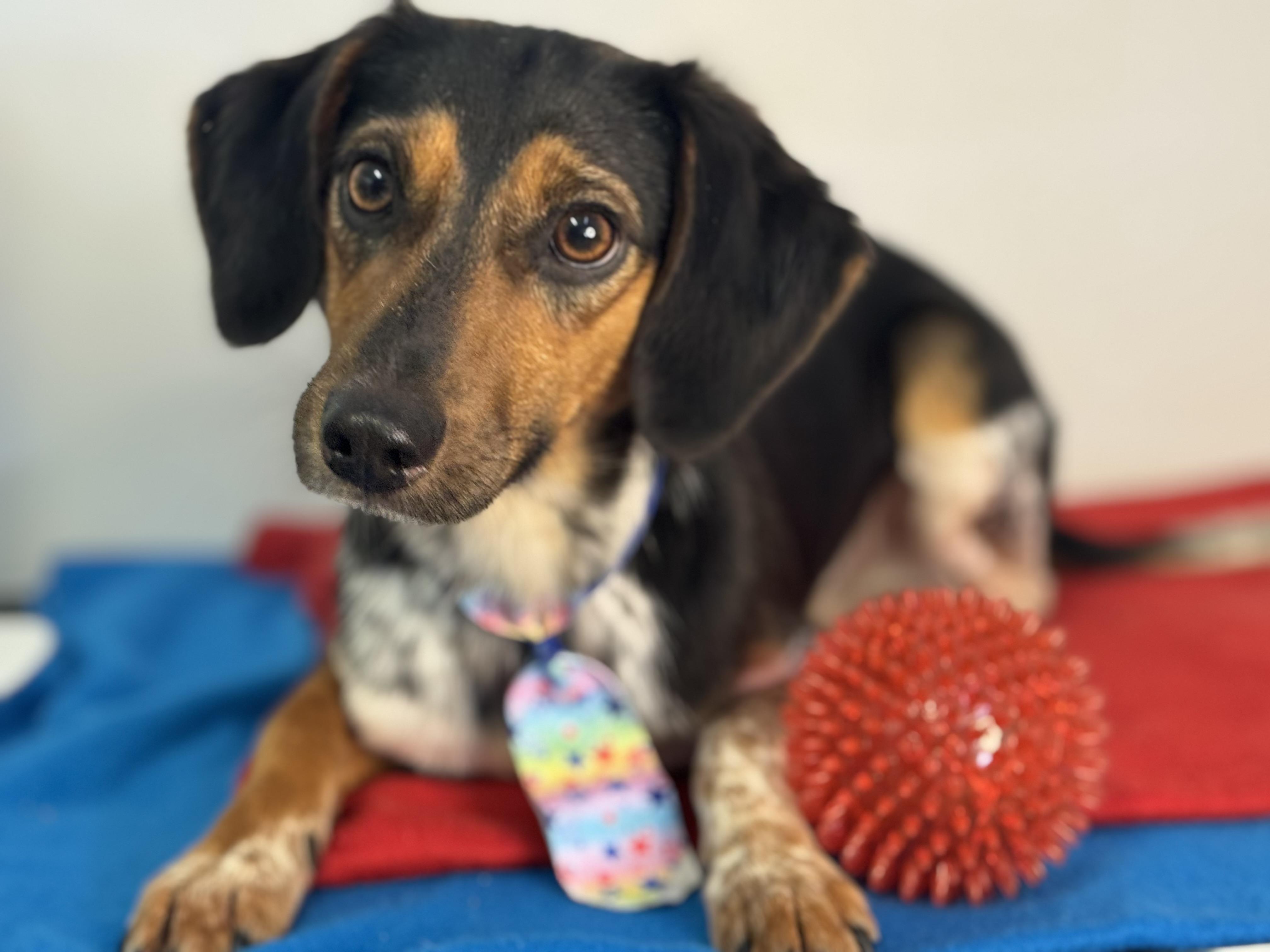 Skipjack, a ADOPTABLE mixed breed in Richmond, VA image 3/6