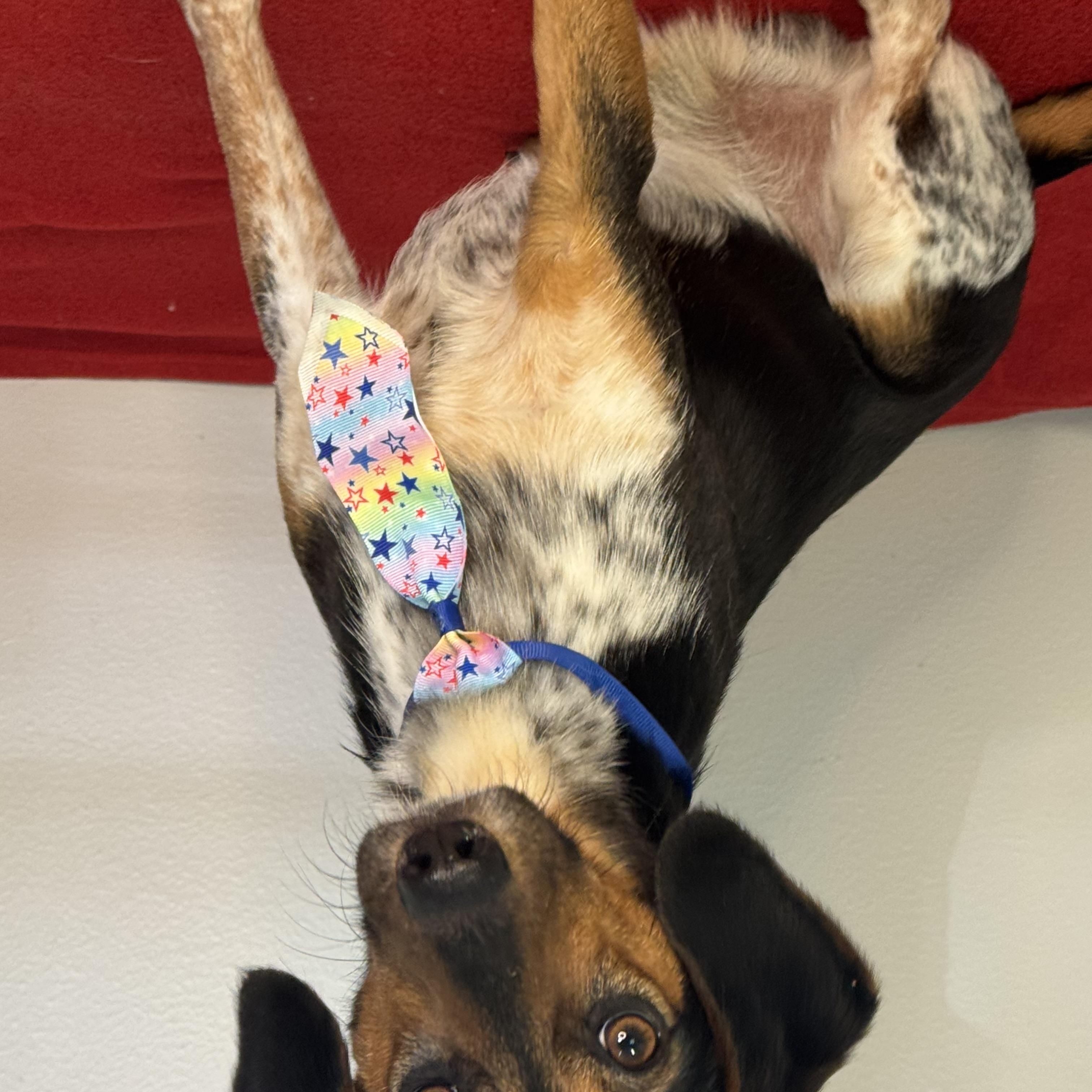 Skipjack, a ADOPTABLE mixed breed in Richmond, VA image 4/6