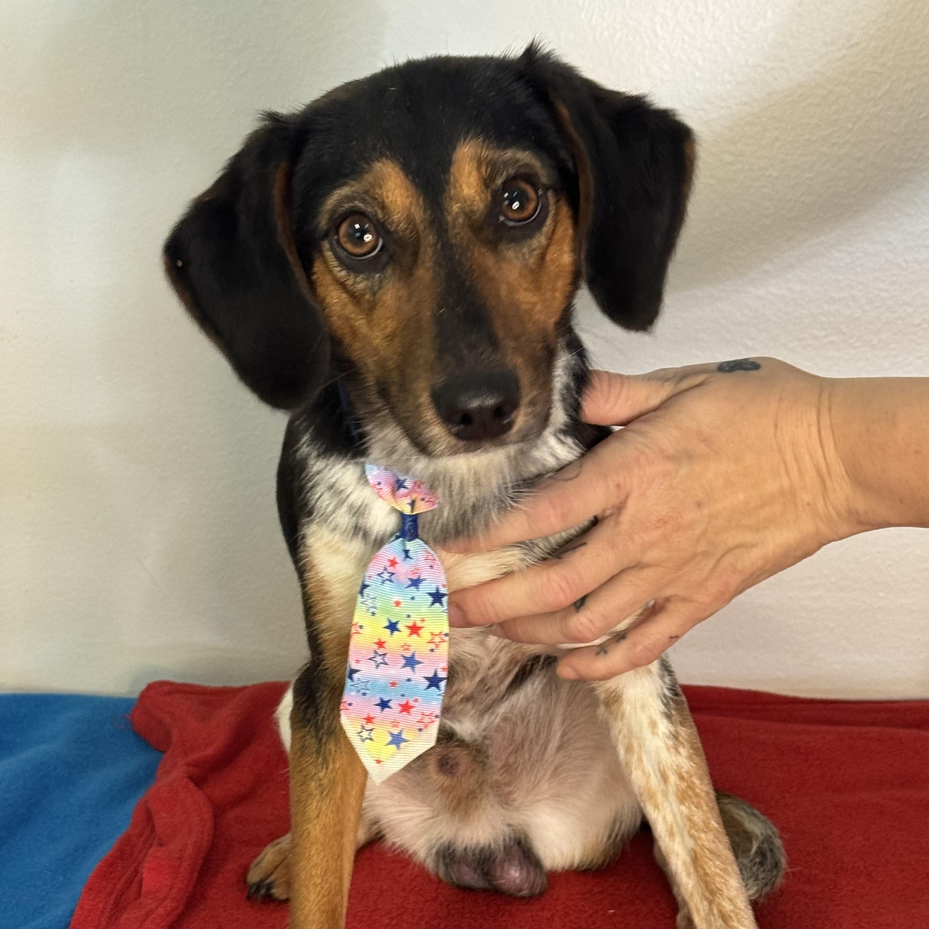 Skipjack, a ADOPTABLE mixed breed in Richmond, VA image 6/6