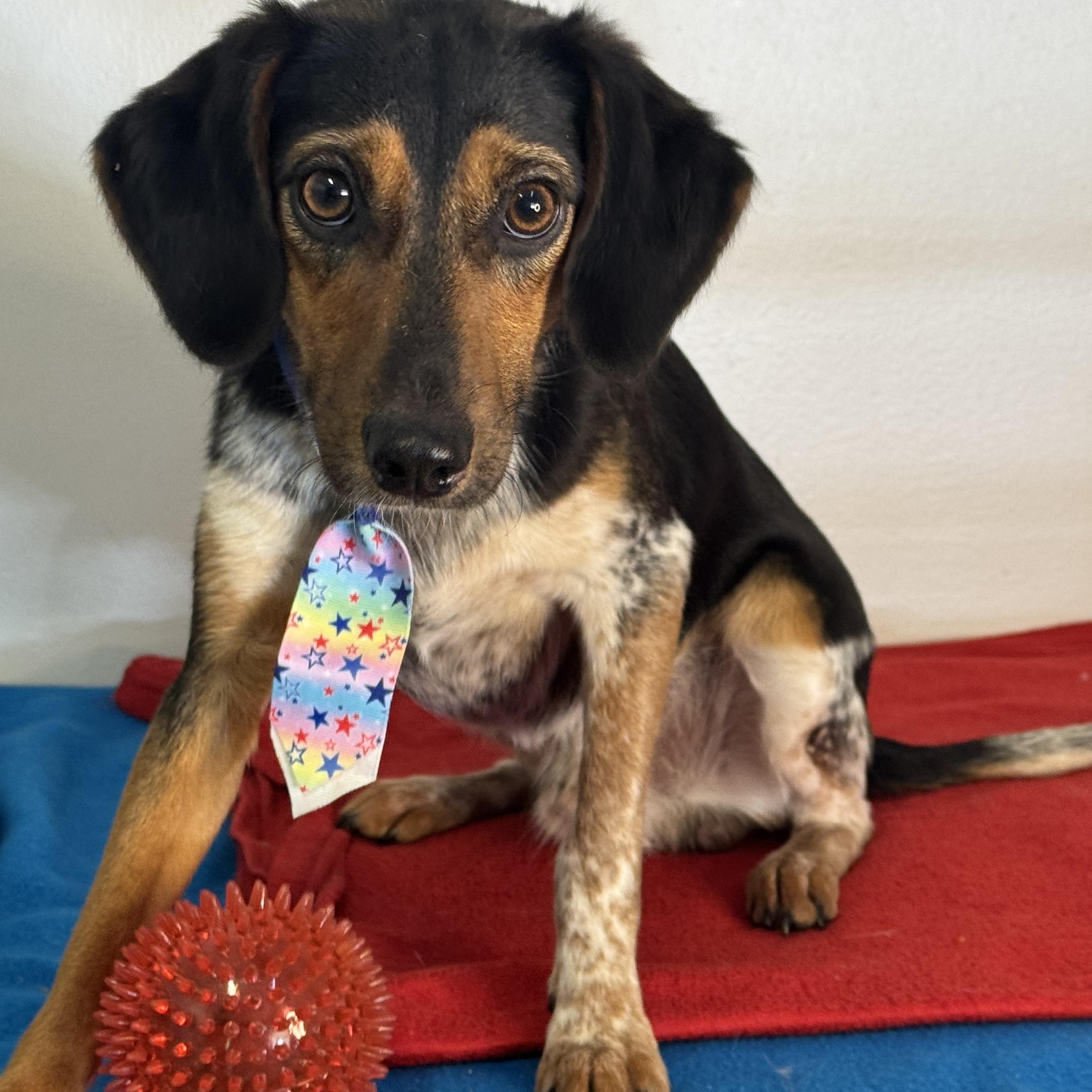 Skipjack, a ADOPTABLE mixed breed in Richmond, VA image 2/6