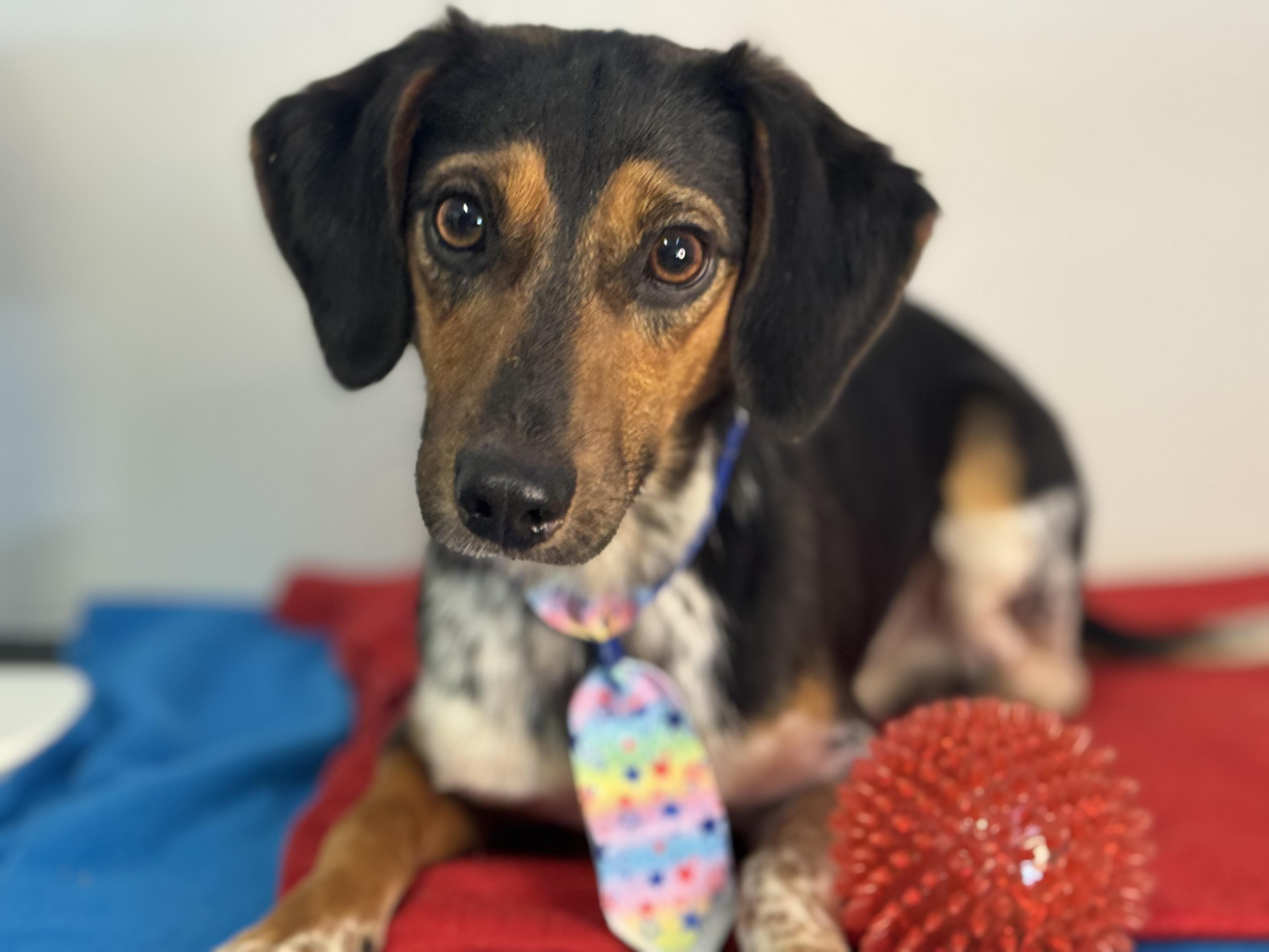 Skipjack, ADOPTABLE, Young Male Dachshund.