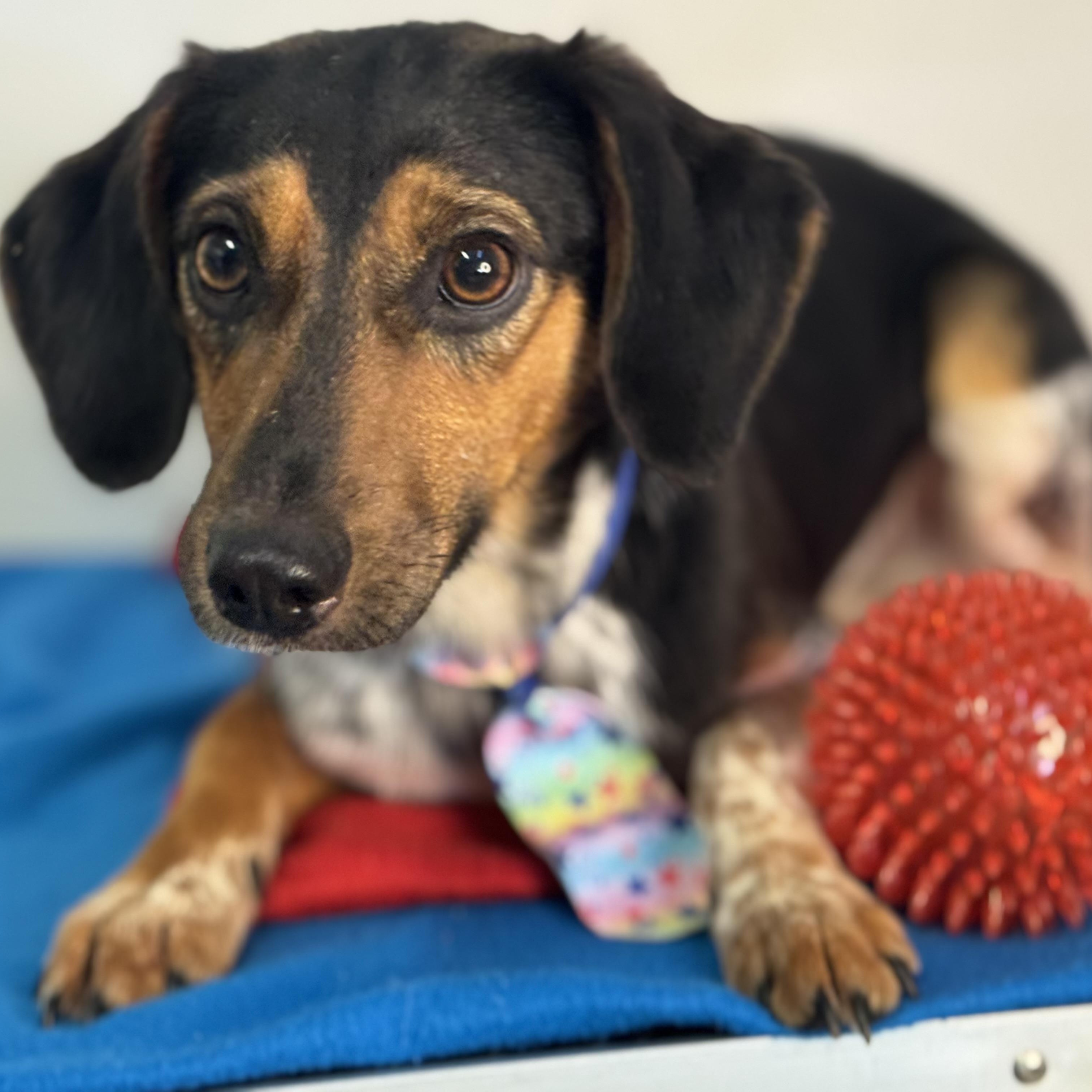 Skipjack, a ADOPTABLE mixed breed in Richmond, VA image 5/6