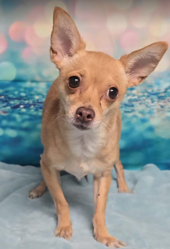 Enlarge Nibbler, a Adoptable Chihuahua in Aurora, CO image 1/1