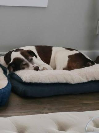 Jake, adopted, Adult Male Mixed Breed.